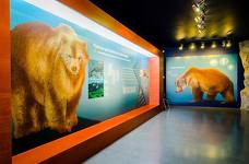 Museum Ladin Ursus ladinicus - Piano inferiore - Grotta dell'orso