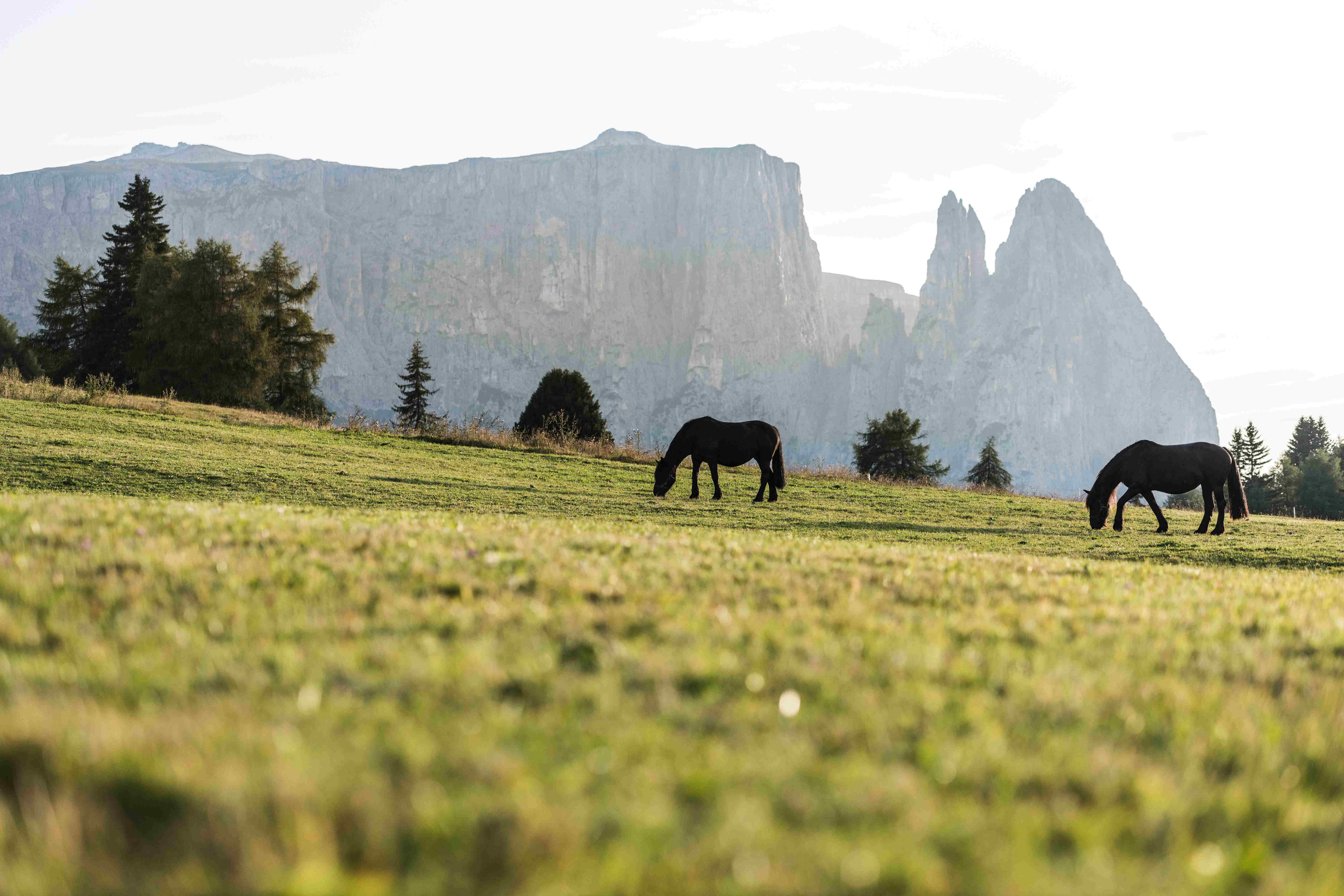 Alpe di Siusi